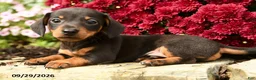 Dachshund dogs for sale: Donald - Ad 4