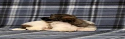 Teddy Bear dogs for sale: Kandra - Ad 5