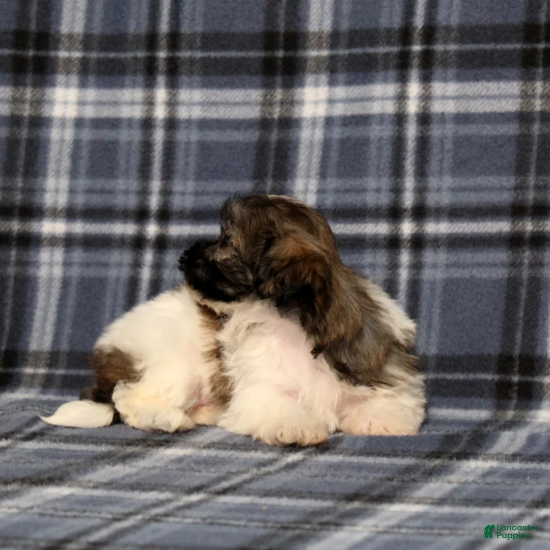 Teddy Bear dogs for sale: Kandra - Ad 5
