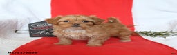 Shihpoo dogs for sale: Diamond - Ad 4