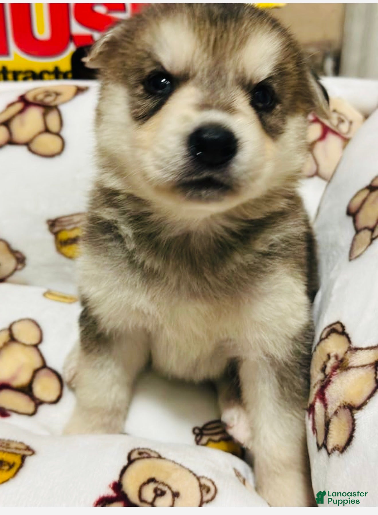 Gerberian Shepsky dogs Gerberian Shepsky Puppy 1 - Ad 1