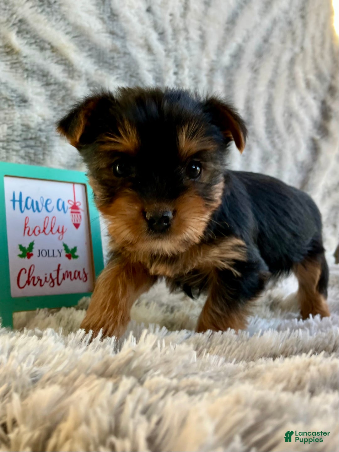 Yorkshire Terrier dogs for sale: Noelle  - Ad 3