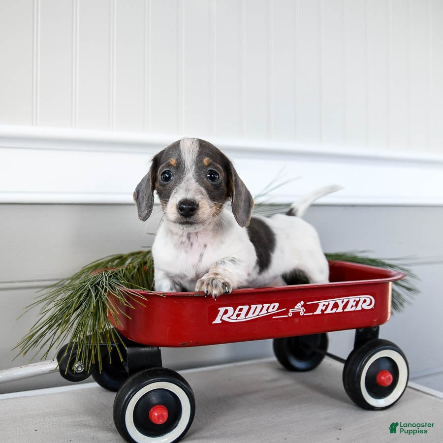 Dachshund dogs Joy - Ad 25