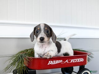 Dachshund dogs Joy - Ad 1