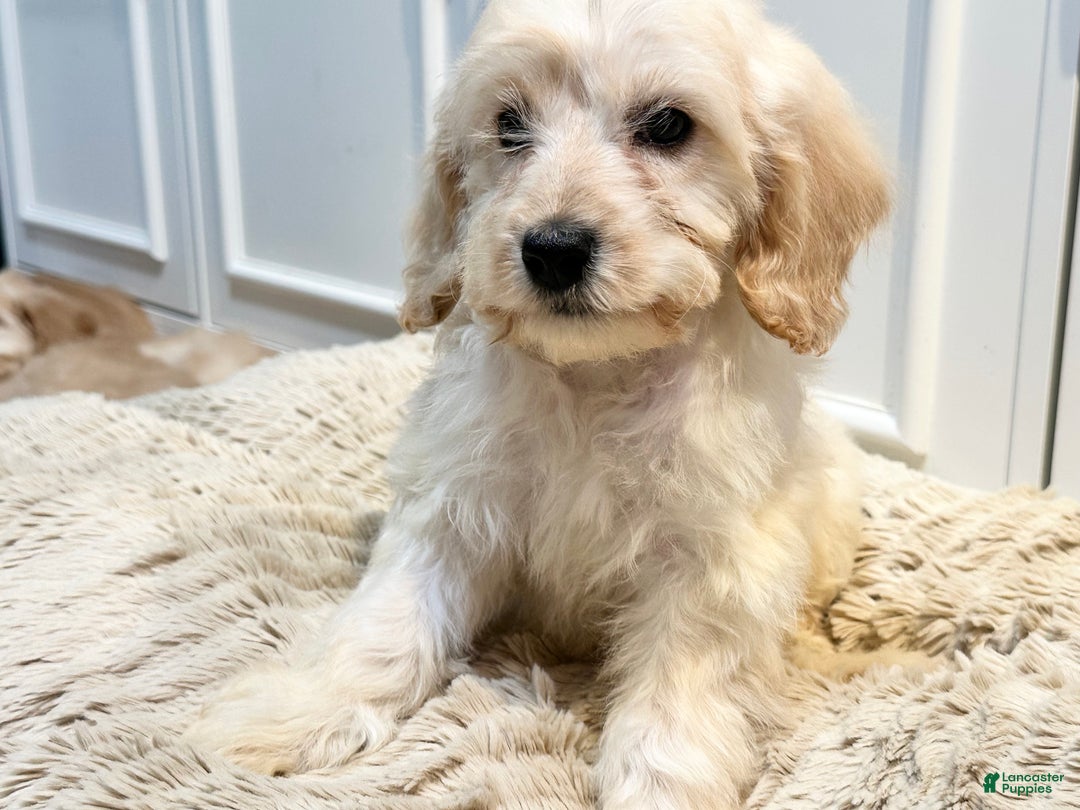 Cockapoo dogs for sale: sebastian - Ad 2
