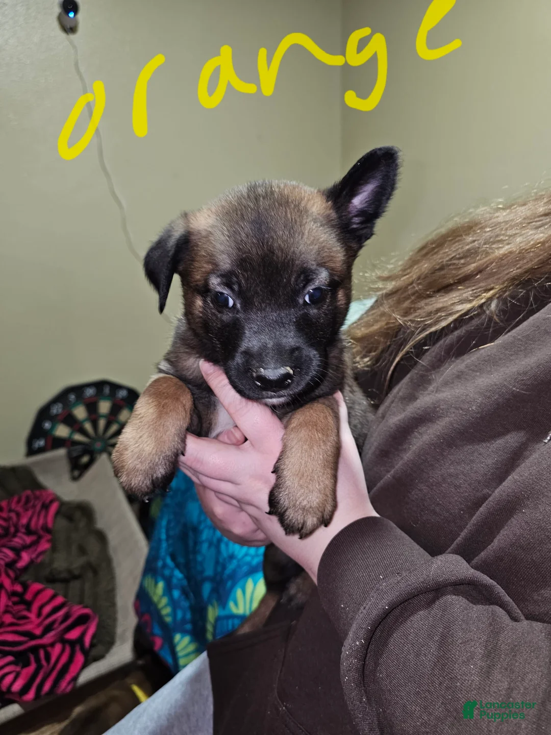 Gallery Image {{count}}