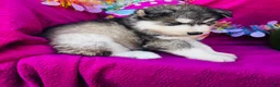 Siberian Husky dogs for sale: Talon - Ad 1