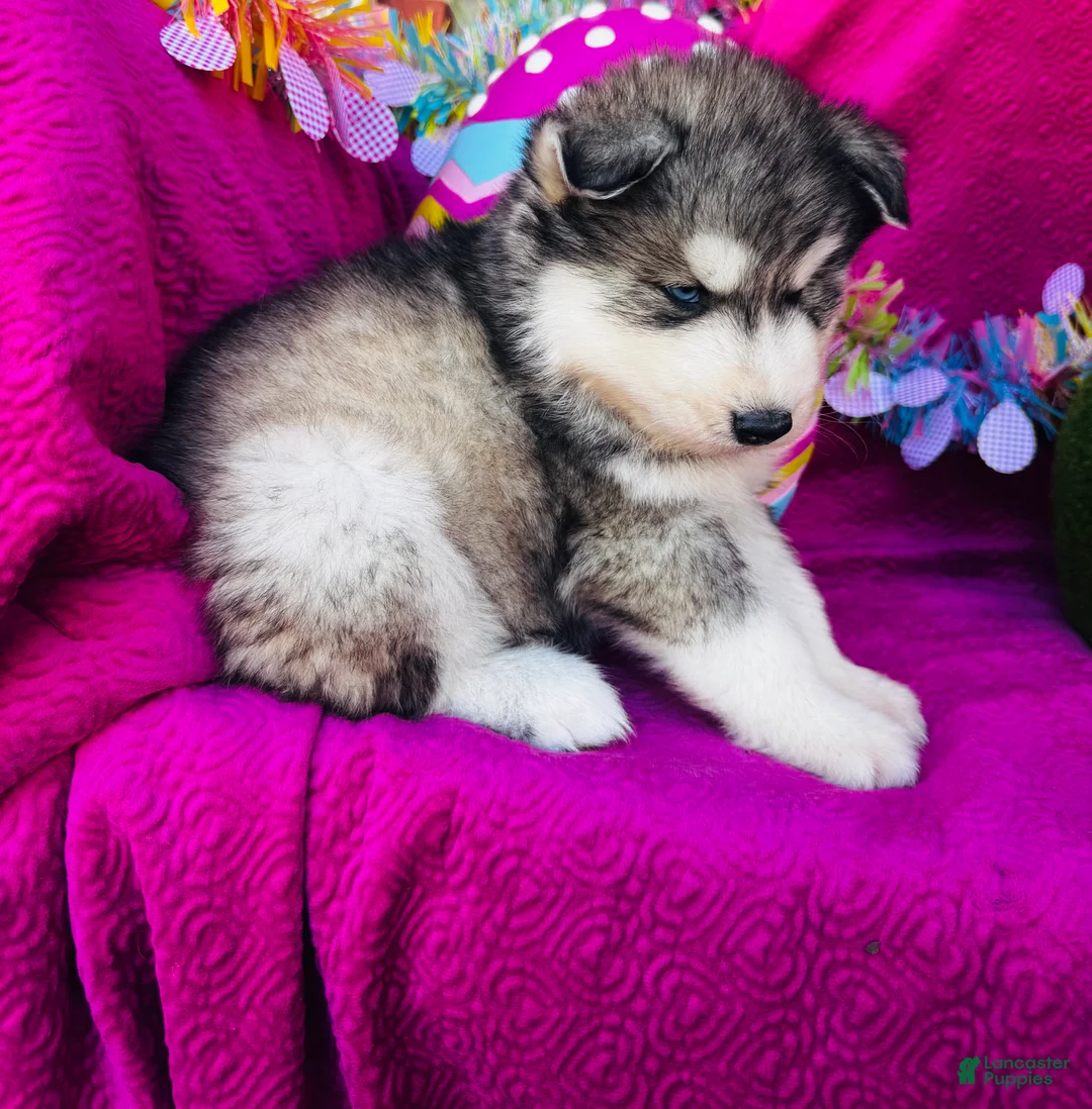 Siberian Husky dogs for sale: Talon - Ad 1