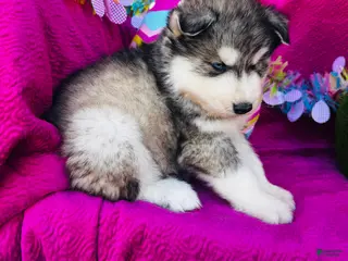 Siberian Husky dogs Talon - Ad 1