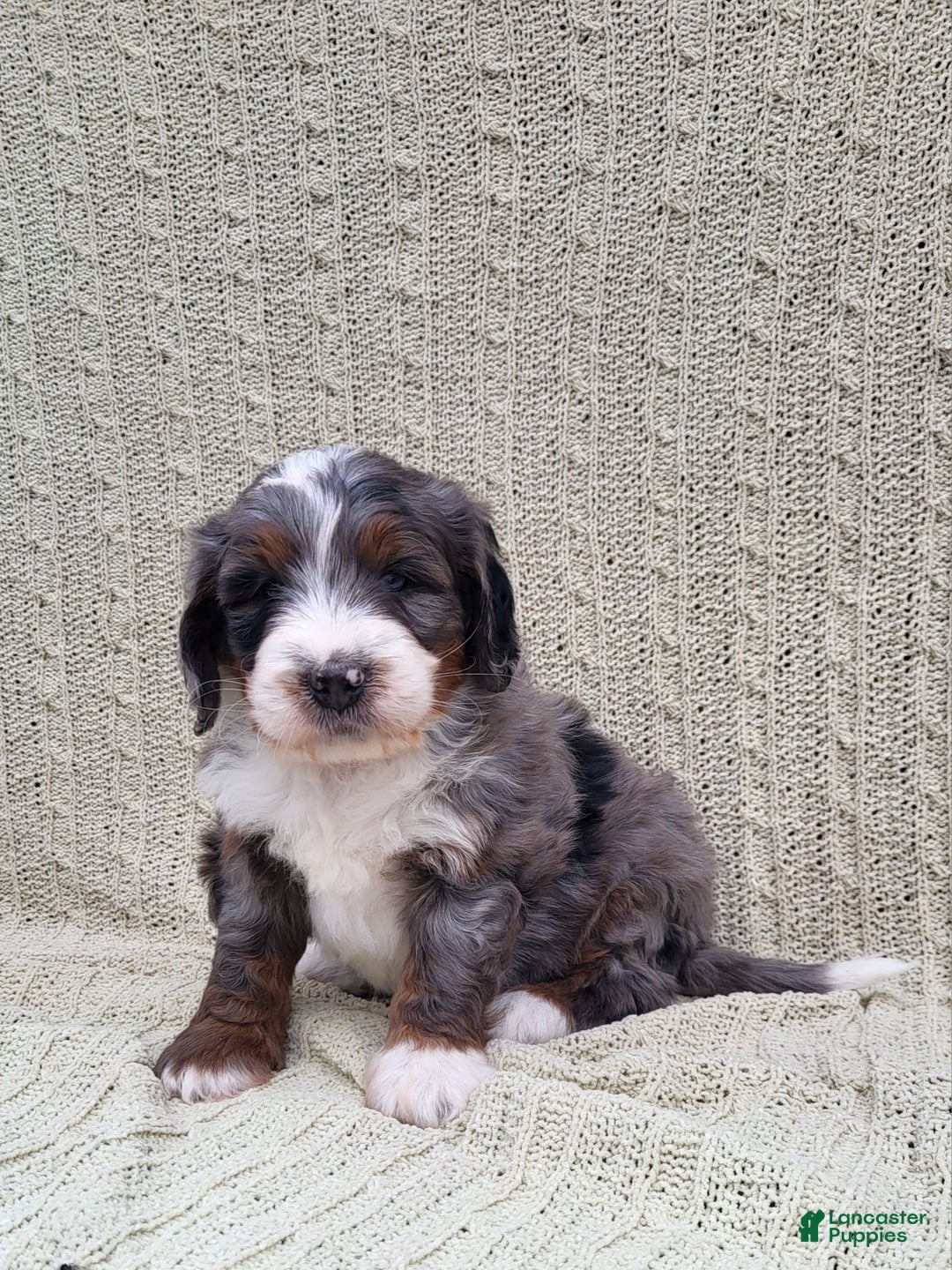 Mini Bernedoodle dogs for sale: Slate - Ad 2