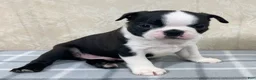 Boston Terrier dogs for sale: Tyler Boston Terrier Puppy  - Ad 3