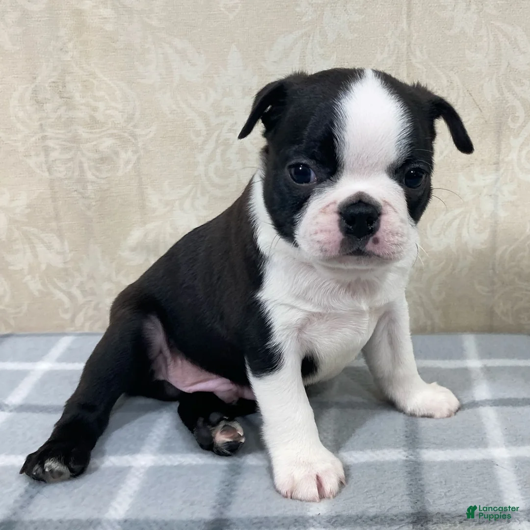 Boston Terrier dogs for sale: Tyler Boston Terrier Puppy  - Ad 3