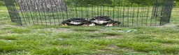 American Bully dogs for sale: Rampage - Ad 9