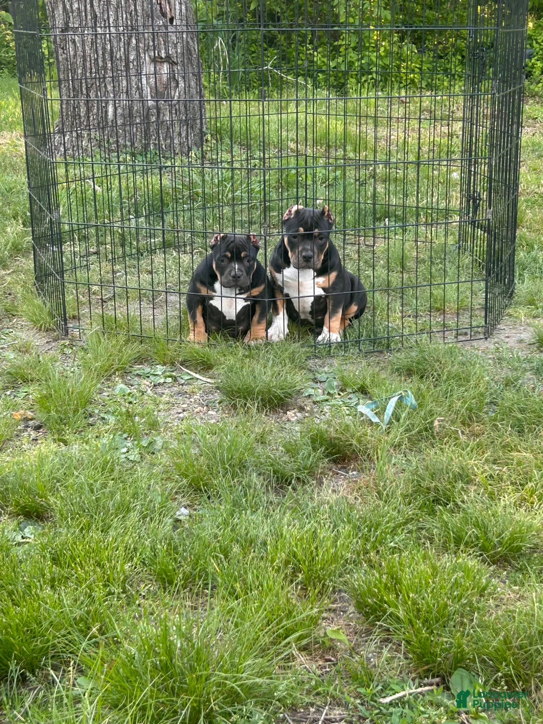 American Bully dogs for sale: Rampage - Ad 9