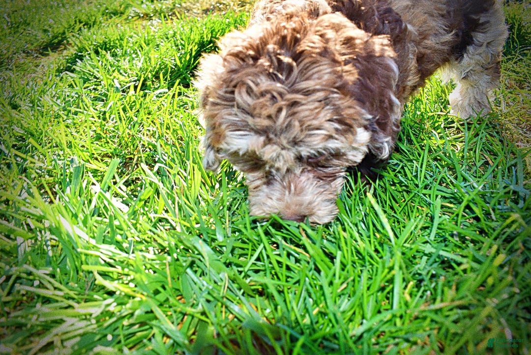 Havapoo dogs for sale: Jimbo - Ad 10