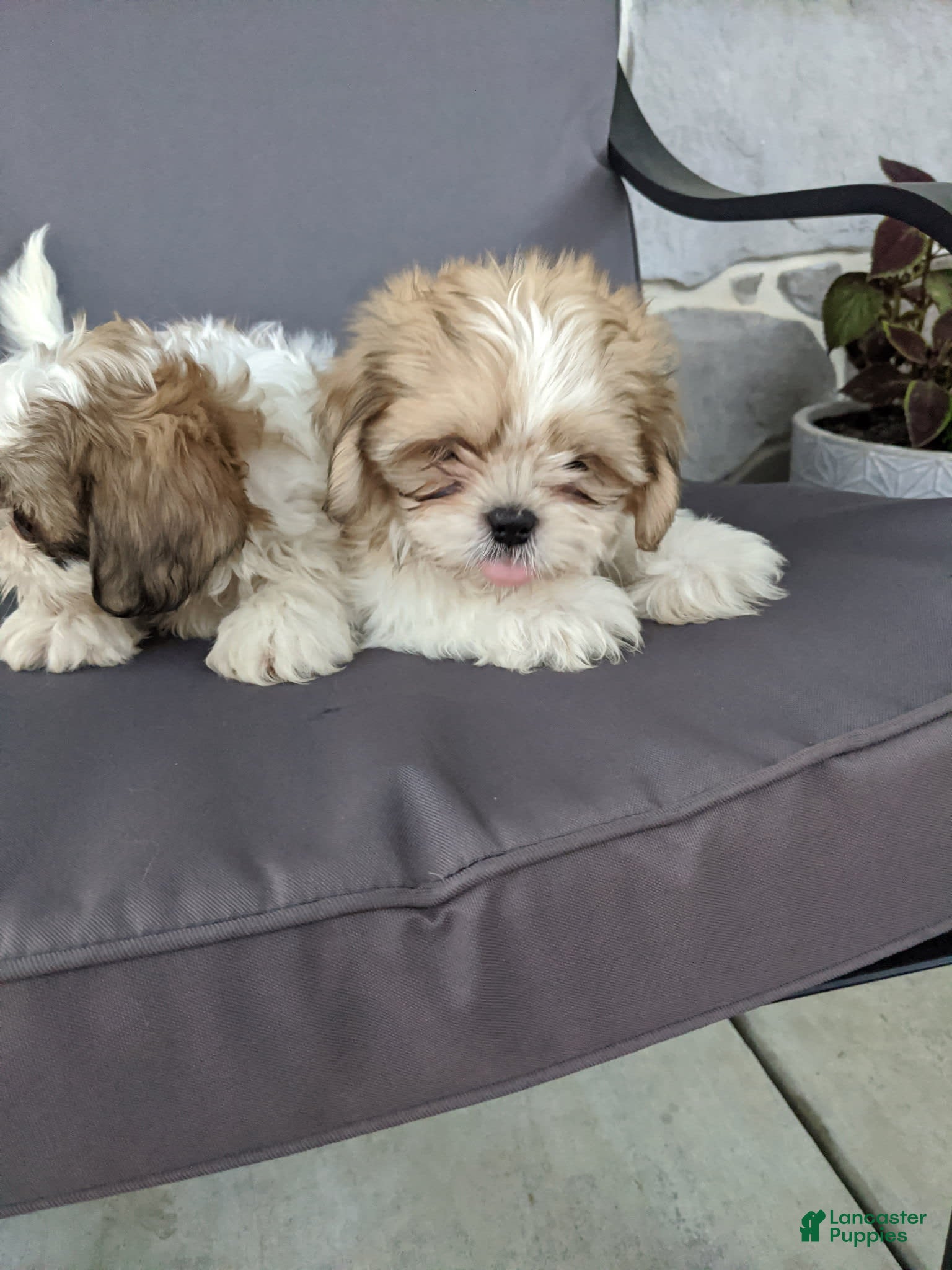 Shih Tzu dogs Cuddles - Ad 42
