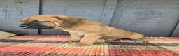 Cane Corso dogs for sale: AKC Viggo - Ad 4