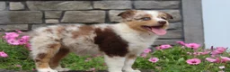 Australian Shepherd dogs for sale: Australian Shepherd 8 - Ad 2