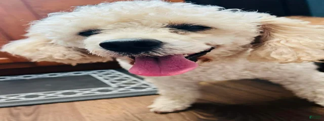 Jimmy