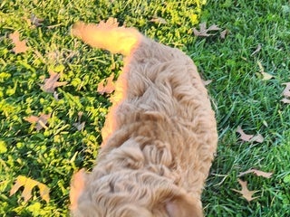 Cockapoo dogs - Ad 3