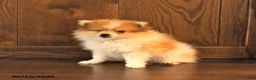 Pomeranian dogs for sale: Denver SPECIAL NEEDS - Ad 2