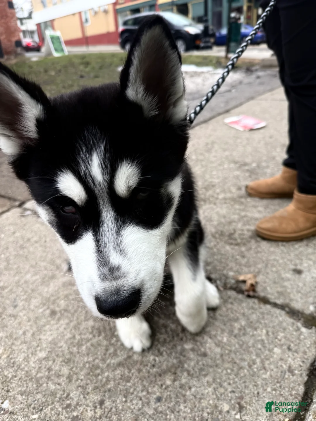 Siberian Husky dogs for sale: mellow - Ad 2