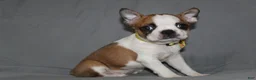 Boston Terrier dogs for sale: Harper - Ad 2