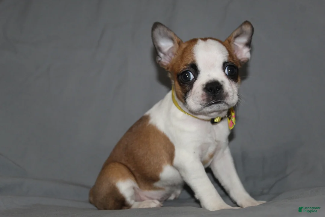 Boston Terrier dogs for sale: Harper - Ad 2