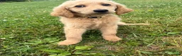 Goldendoodle dogs for sale: Murphy  - Ad 2