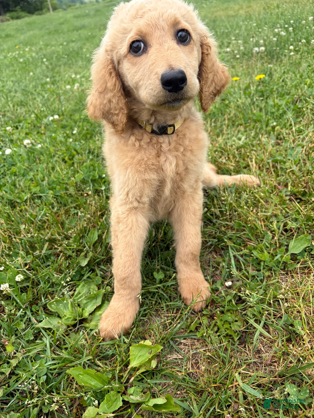 Goldendoodle dogs for sale: Murphy  - Ad 2