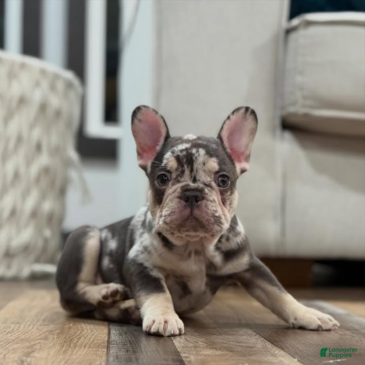 French Bulldog dogs for sale: French Bulldog 3 - Ad 13