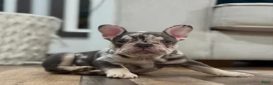 French Bulldog 3