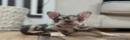 French Bulldog dogs for sale: French Bulldog 3 - Ad 1