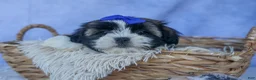 Shih Tzu dogs for sale: SAMSON - Ad 8