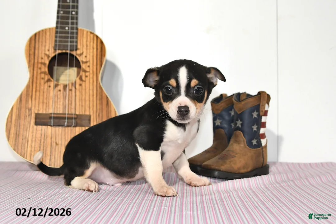 Mixed Breed dogs for sale: Bear - Ad 5