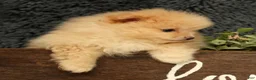 Pomeranian dogs for sale: Cupcake - Ad 9