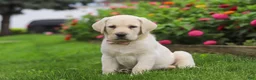Labrador Retriever dogs for sale: Brittany - Ad 3