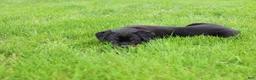 Rottweiler dogs for sale: Luna  - Ad 7