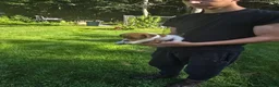 Jack Russell Terrier dogs for sale: Jack Russell Terrier 4 - Ad 6