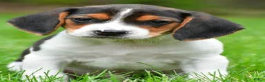 Bo