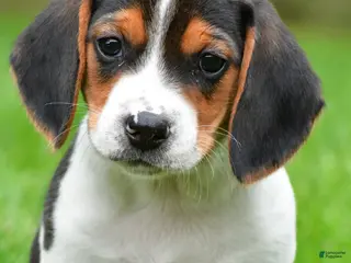 Beagle dogs for sale: Bo - Ad 3