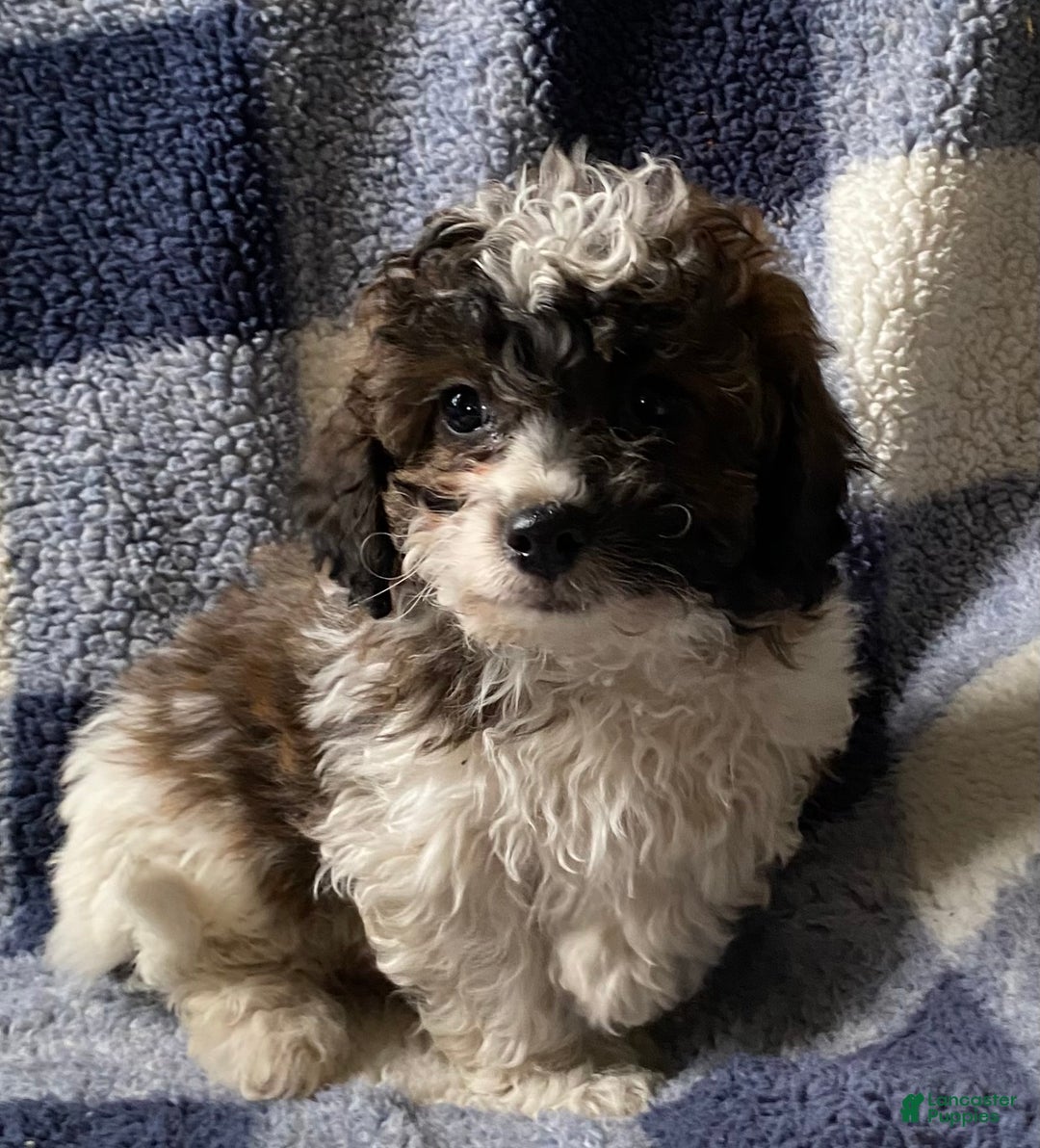 Cavapoo dogs for sale: Hank - Ad 2