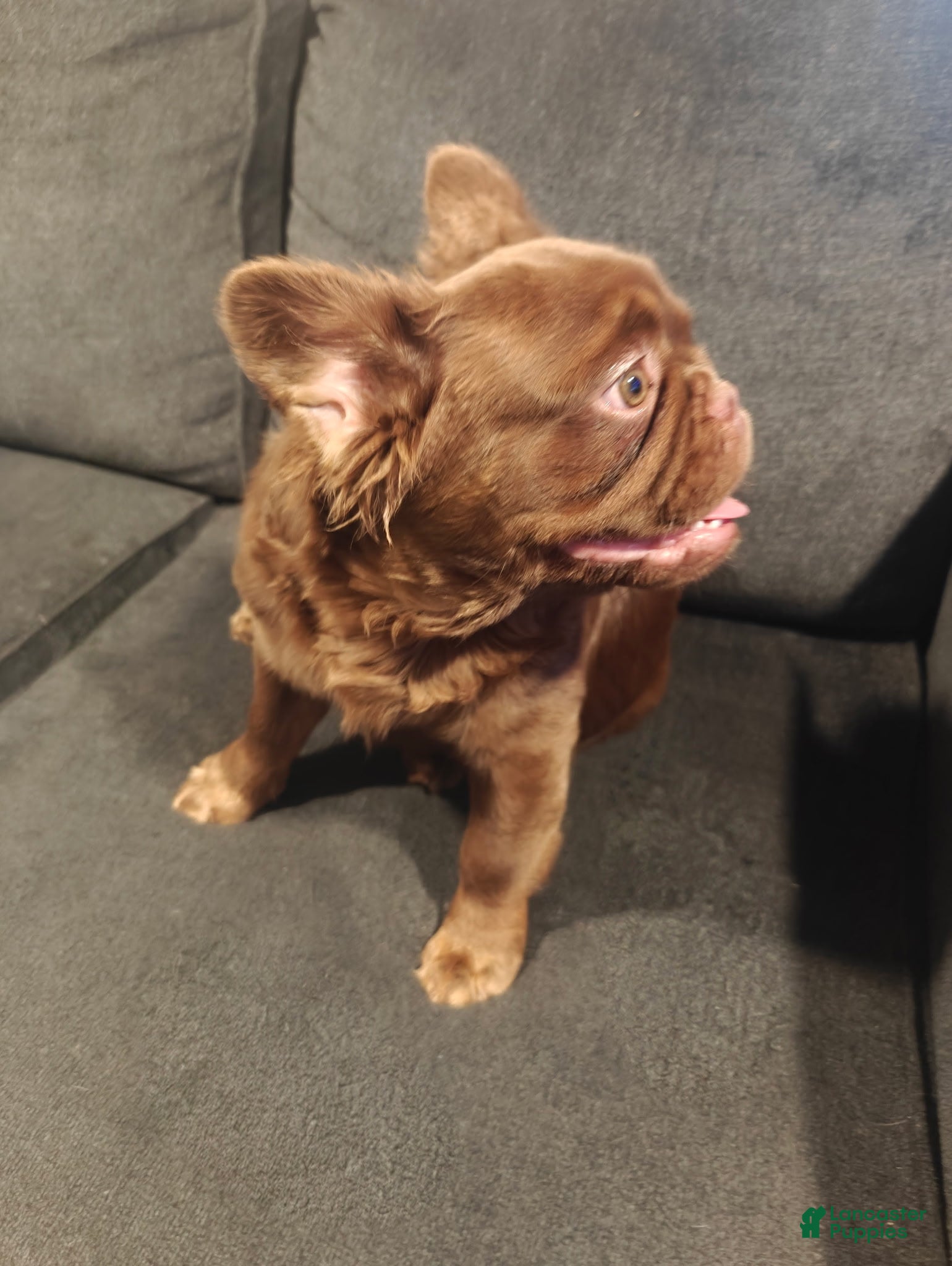 French Bulldog dogs Zeus - Ad 2