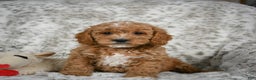 Cavapoo dogs for sale: Sabina - Ad 3