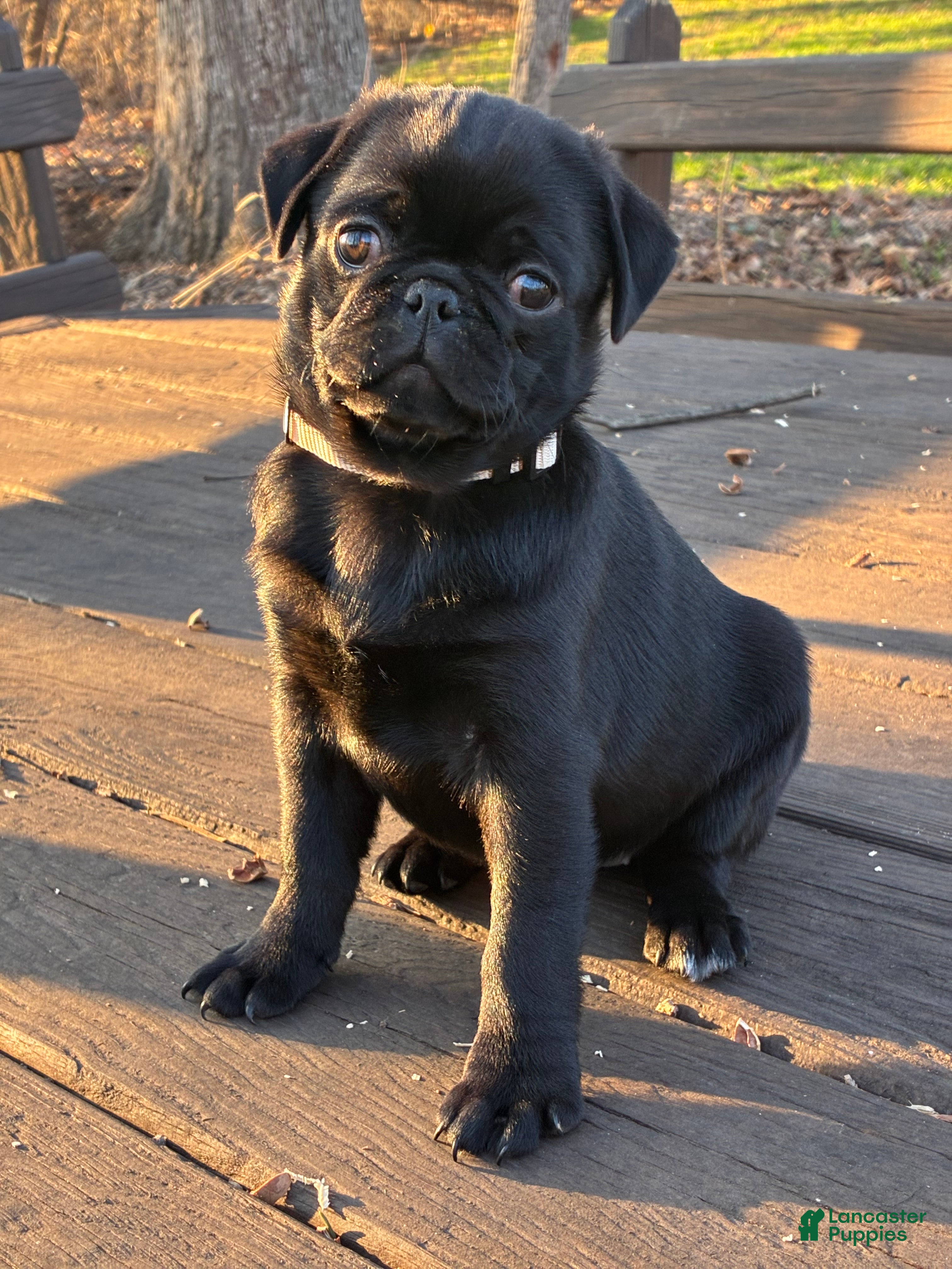 Pug dogs  Addie - Ad 1