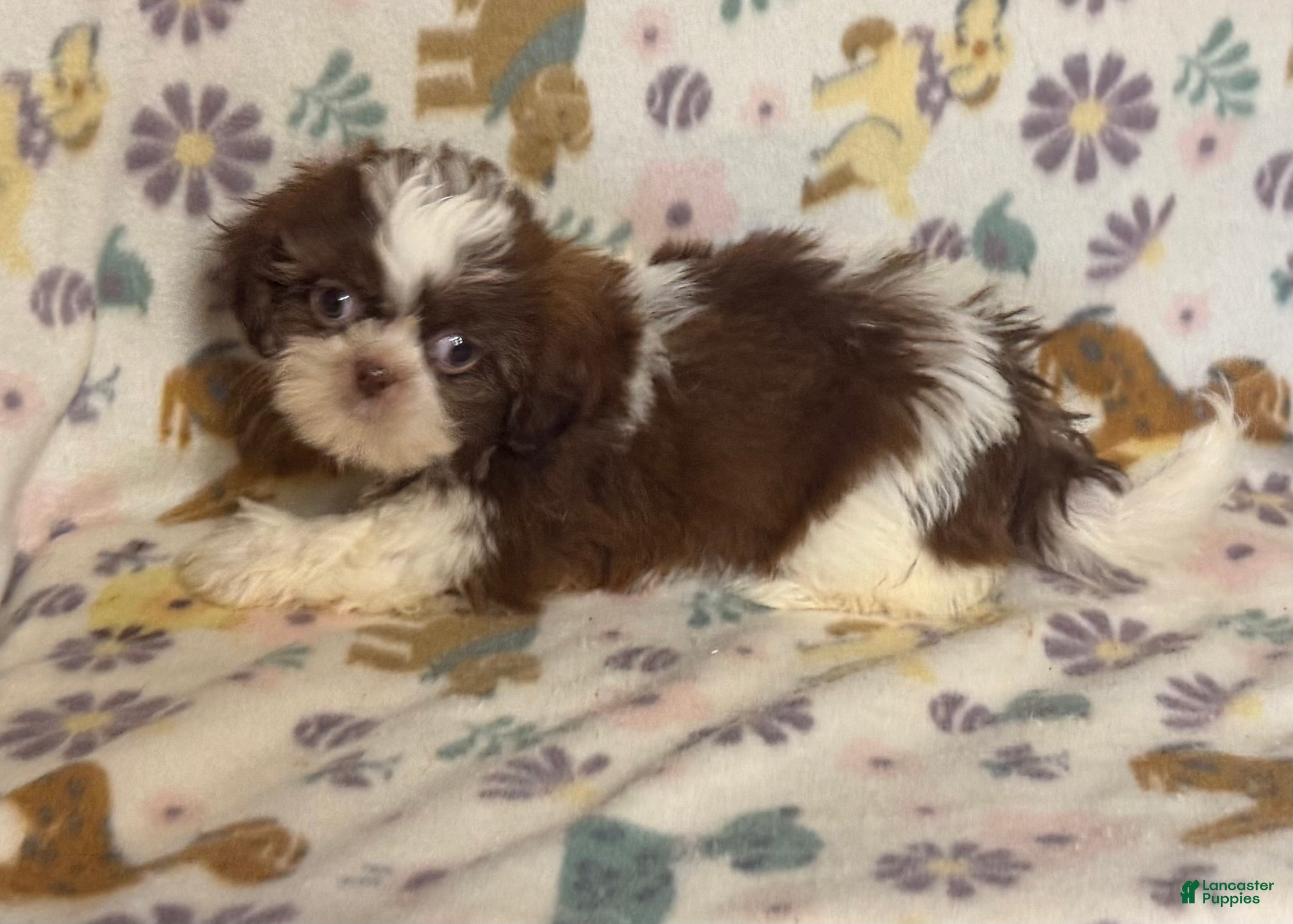 Shih Tzu dogs Shih Tzu 2 - Ad 4