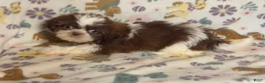 Shih Tzu 2