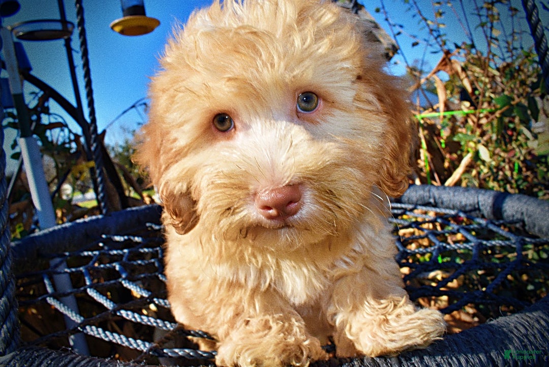 Havapoo dogs for sale: Ringo - Ad 6