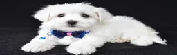 Maltese dogs for sale: Toby - Ad 5
