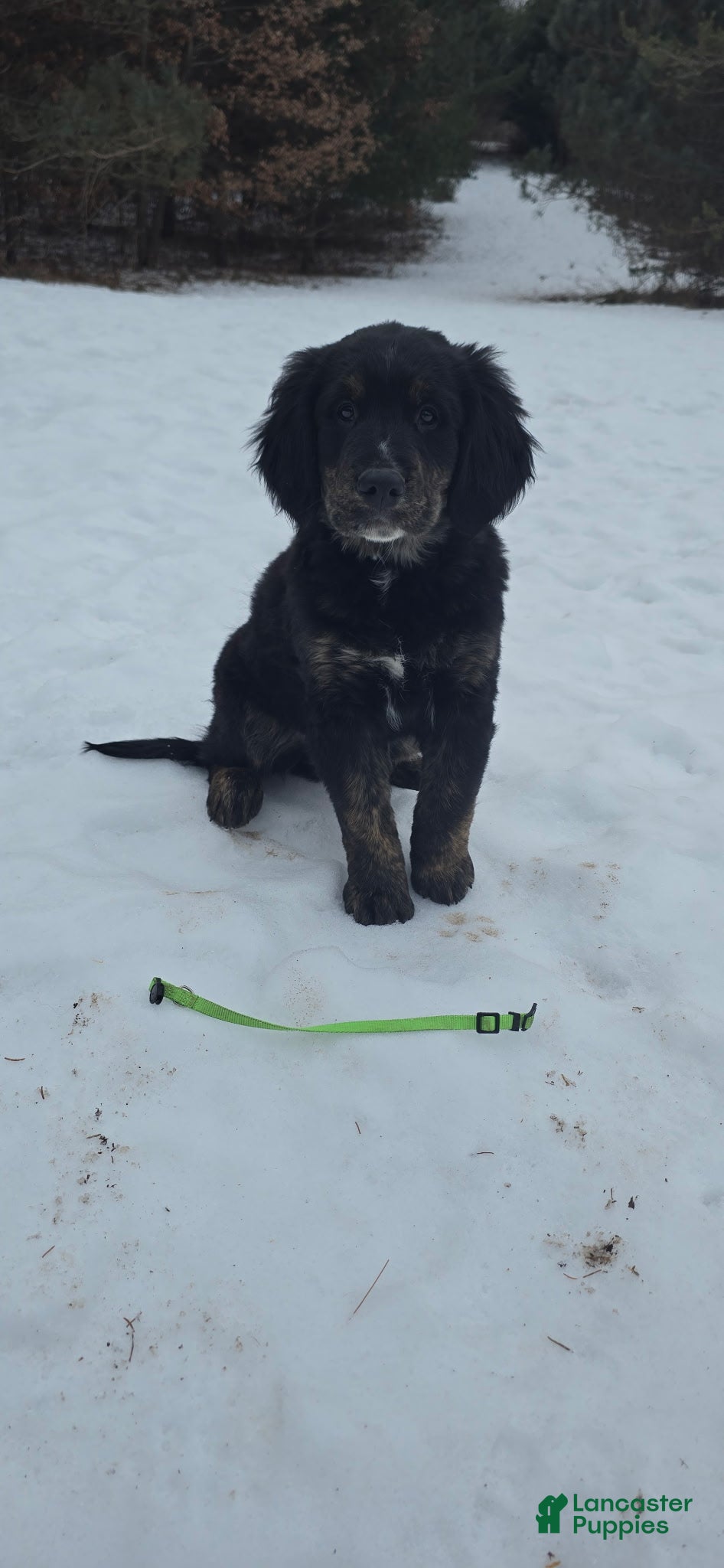 Mixed Breed dogs Mixed Breed Puppy 1 - Ad 24